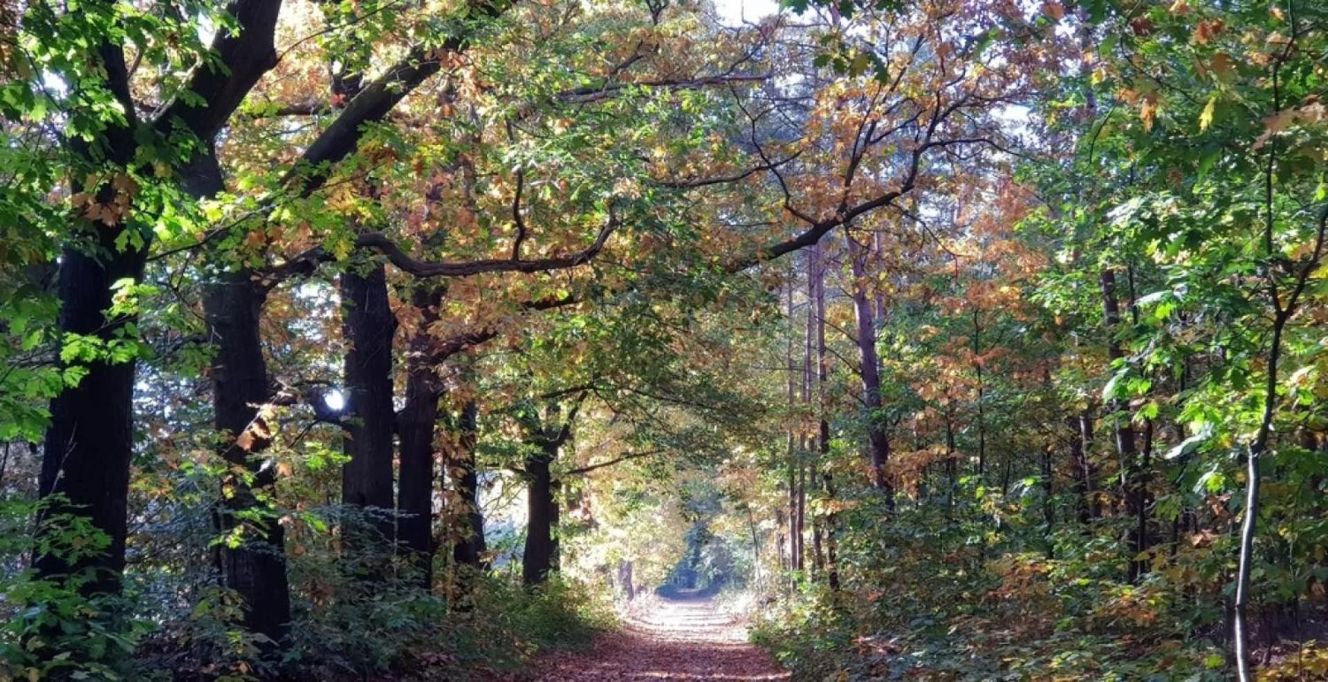Vakantiehuis Op Rustig Bospark Veluwe フォールトハイゼン エクステリア 写真